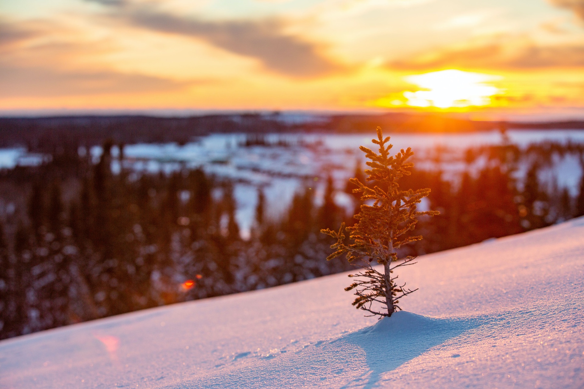 Lone spruce tree at golden sunset