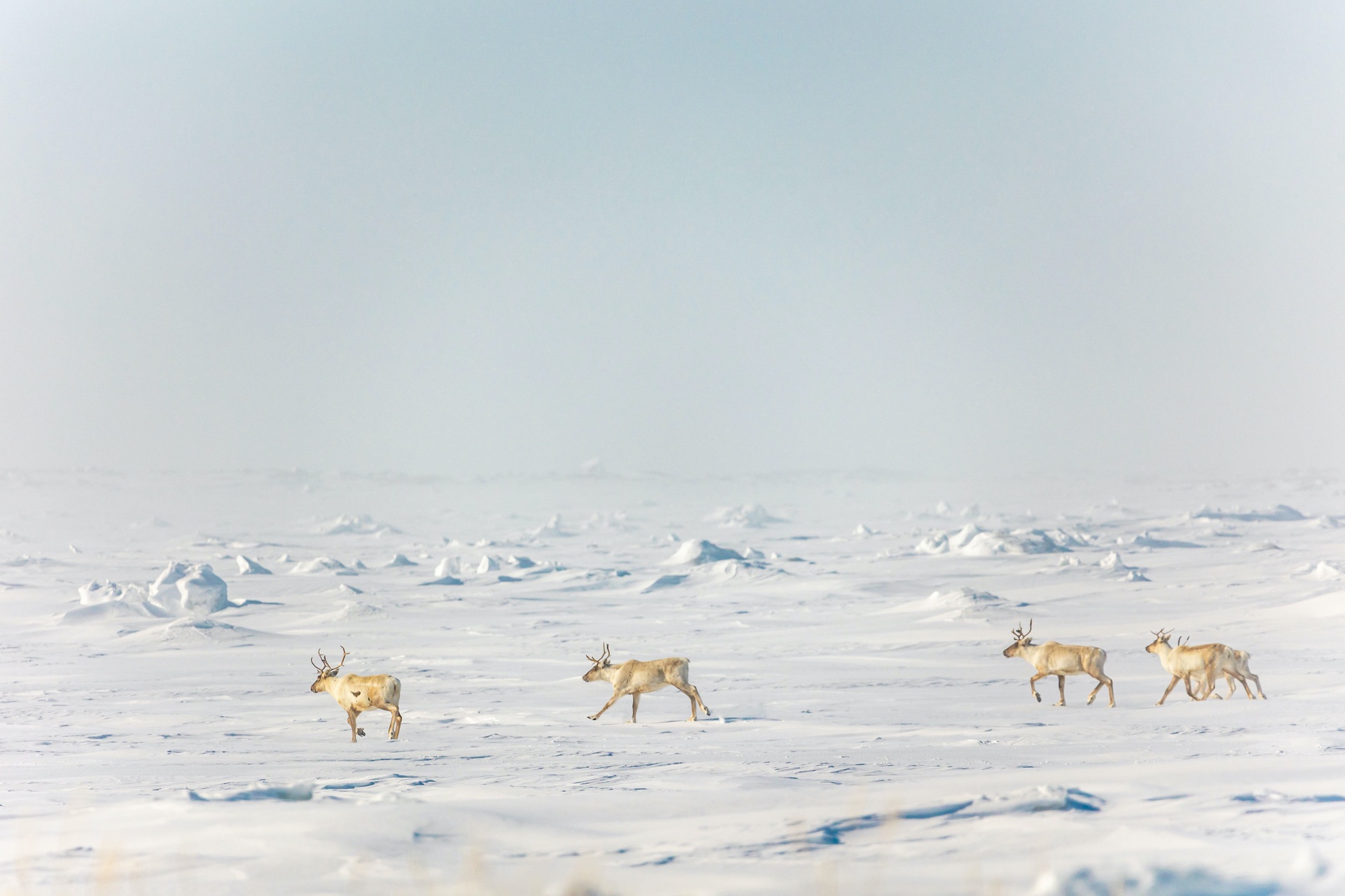 Herd of caribou crossing snow