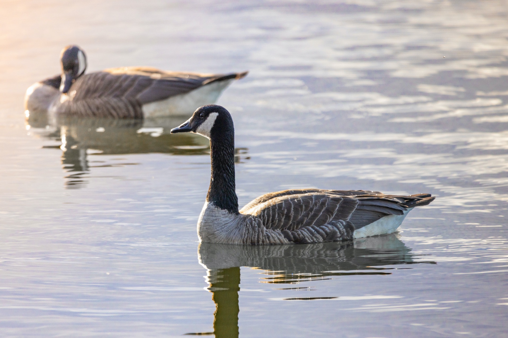 Canada geese on the waters of James Bay at golden hour