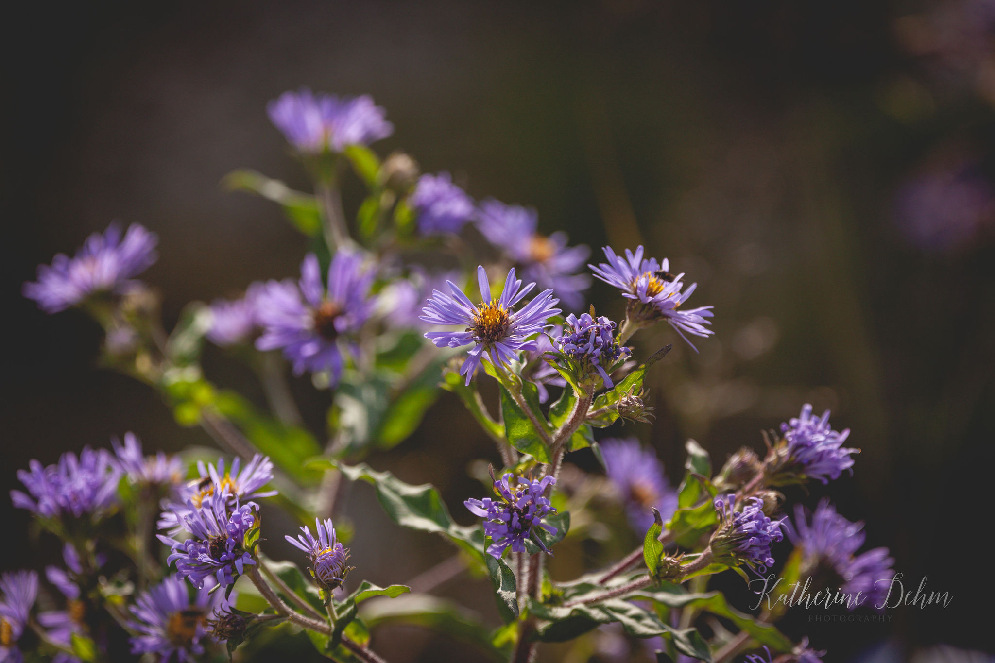 Purple asters in bloom